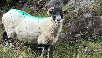 Erfahrungsbericht: Auslandssemester Irland