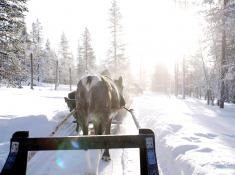 Rentierschlitten fahren in Lapland
