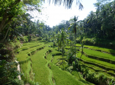 Tegalalang Rice Terrace, Ubud