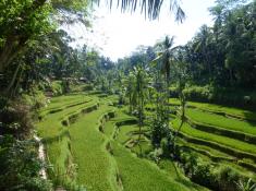 Tegalalang Rice Terrace, Ubud