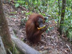 Jungletour in Indonesien