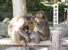 Affenpark in Beppu