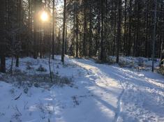 Wald in Karlstad