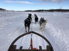 Dog sledding in Lappland