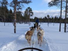 Hundeschlittenfahrt in Östersund
