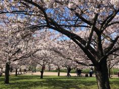 Kirschblüte in Vilnius