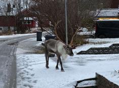 Rentier in Tromsø