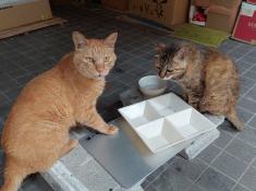 Uni-Katzen Shin-chan (links) und Koge(rechts), auf dem Innenhof der Faculty of Arts