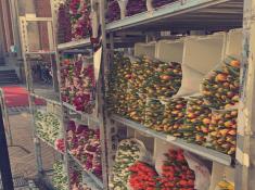 Tulpenstand auf dem Vischer Markt