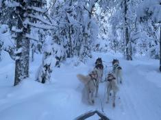 Husky-Schlilttenfahrt in Lappland